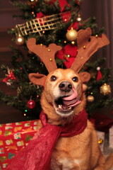 Adorable Christmas Santa Claus reindeer dog
