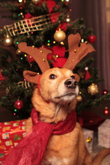 Adorable Christmas Santa Claus reindeer dog
