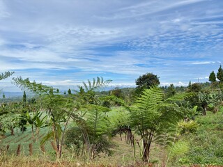 Fototapeta premium Lush hillside view featuring tall, young tree ferns (Cyathea sp.) and mixed tropical vegetation with distant fields under a bright, dynamic blue sky.