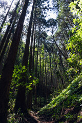 Obraz premium 茨城 森の中の景色（常陸太田市）