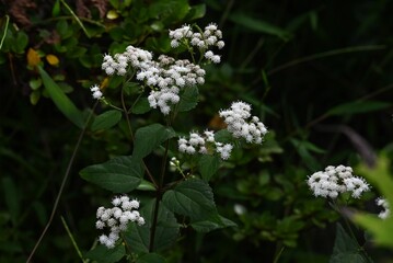 Ageratina altissima (White snakeroot) flowers. Asteraceae perennial. In autumn, about 20 white tubular flowers bloom in a flower head. The leaves and stems are poisonous.