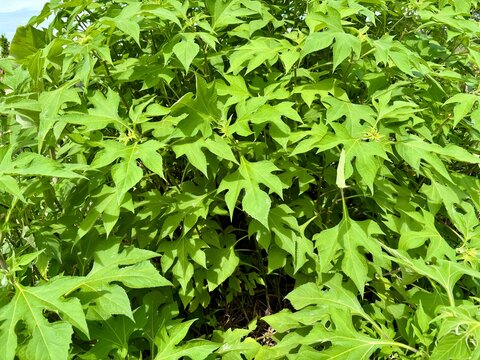 Lush, tropical foliage of Chaya (Cnidoscolus aconitifolius) with palmately lobed leaves, standing tall against a bright blue sky with wispy clouds.