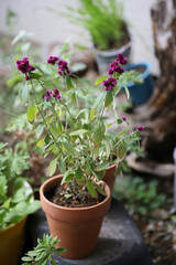 alternanthera porrigens, blooming plant in a garden
