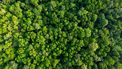 Naklejka premium Aerial view of a lush, vibrant forest canopy with tightly packed trees in various shades of green, showcasing natural density and biodiversity.