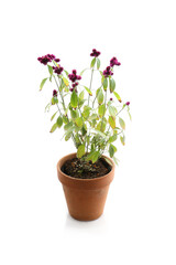 alternanthera porrigens, blooming plant in a garden