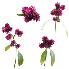 alternanthera porrigens, blooming plant in a garden