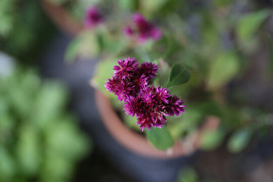 alternanthera porrigens, blooming plant in a garden