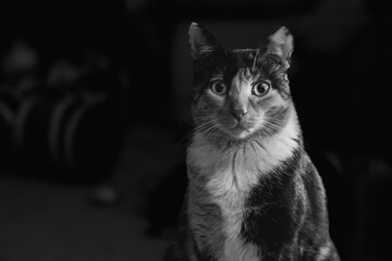 Black and white portrait of a cat with intense gaze under moody light