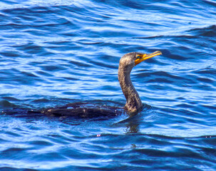 comorant on the water
