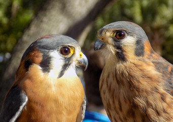 american kestrels