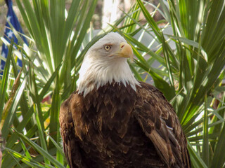 american bald eagle