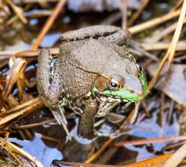 frog in the pond