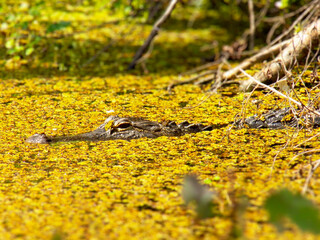 alligator in the water