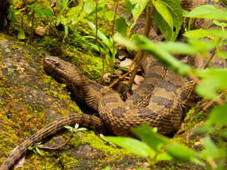 snake in the moss