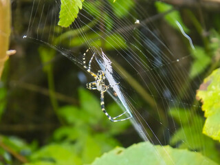 spider on web