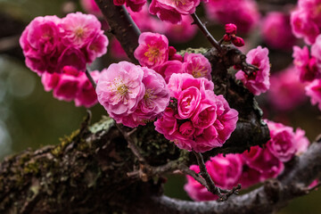 Closeup, delicate pink cherry blossoms in Kyoto, Japan.
