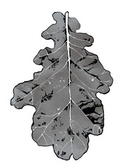 Isolated oak leaf watercolor illustration with ink contour. Hand drawn botanical artwork in natural shades, combining digital and traditional techniques. Perfect for autumn decor, prints, design.