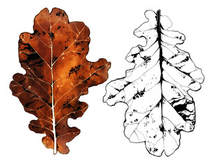 Isolated oak leaf watercolor illustration with ink contour. Hand drawn botanical artwork in natural shades, combining digital and traditional techniques. Perfect for autumn decor, prints, design.