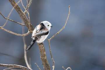 Cute Japanese bird Shima-Enaga resting on a tree branch in winter