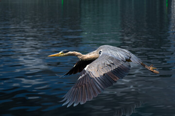 A blue heron soars gracefully above the waters of Islands Brygge, Denmark.