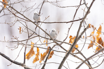 Cute Japanese bird Shima-Enaga resting on a tree branch in winter