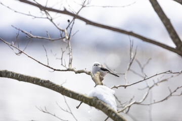 Cute Japanese bird Shima-Enaga resting on a tree branch in winter