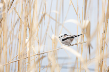 Cute Japanese bird Shima-Enaga resting on a tree branch in winter