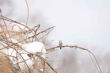 Cute Japanese bird Shima-Enaga resting on a tree branch in winter