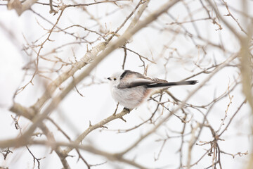 Cute Japanese bird Shima-Enaga resting on a tree branch in winter