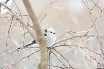 Cute Japanese bird Shima-Enaga resting on a tree branch in winter