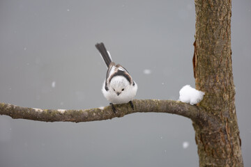 Cute Japanese bird Shima-Enaga resting on a tree branch in winter