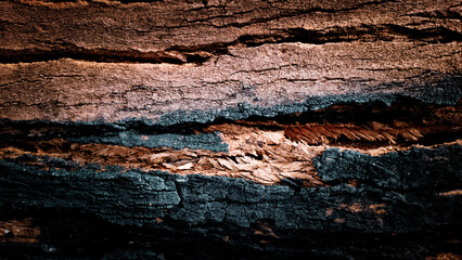 Close-up of textured tree bark with rich earthy tones