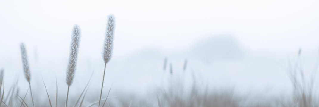Silhouettes of grass and wheat ears at sunrise or sunset. Golden hour light with fading colors. Nature background on transparent background.