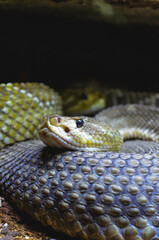 close up of a snake