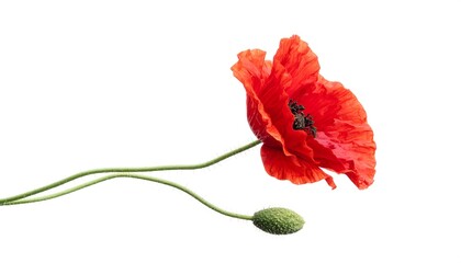A vibrant, detailed photograph showcases a red poppy flower in full bloom, with its petals gently unfurled, alongside a single green bud
