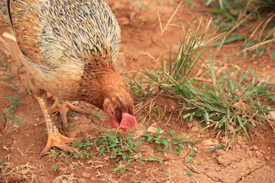 Brown Chicken Foraging on Grassy Ground - Powered by Adobe