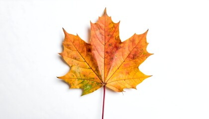 Fototapeta premium Vivid close-up of a maple leaf with autumnal hues against a white backdrop