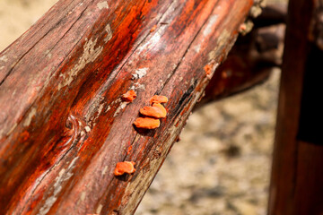 close up of an old wooden fence