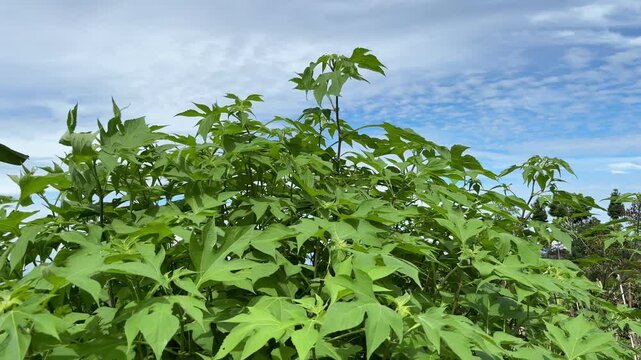Lush, tropical foliage of Chaya (Cnidoscolus aconitifolius) with palmately lobed leaves, standing tall against a bright blue sky with wispy clouds.
