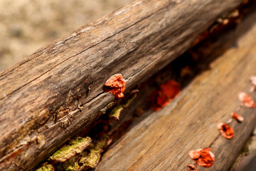 ladybird on a wooden background
