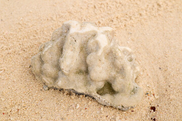 seashell on the beach