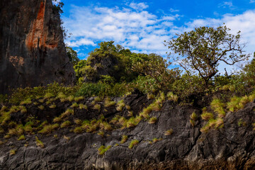 tree in the mountains