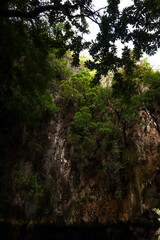 morning in the forest