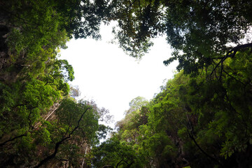 heart in the forest
