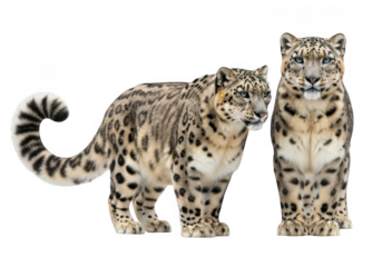 High-resolution snow leopard png image: realistic feline, wildlife, mammal, predator, animal stock photo, isolated on transparent background