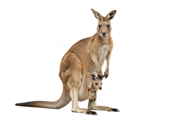 High resolution kangaroo mother with joey in pouch animal wildlife fauna australia mammal illustration image png isolated on transparent background