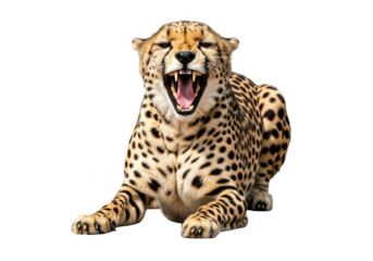 Roaring cheetah lying down, wild cat with spots, feline predator, animal kingdom, wildlife photography isolated on transparent background