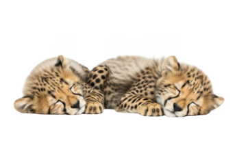 Adorable baby cheetah cubs sleeping together wildlife animal photography cute felines mammals predators isolated on transparent background