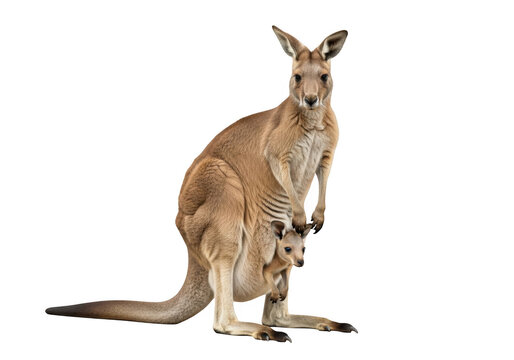 High resolution kangaroo mother with joey in pouch animal wildlife fauna australia mammal illustration image png isolated on transparent background
