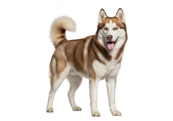 Full body portrait of a red and white husky dog standing with a happy expression, pet animal stock photo isolated on transparent background